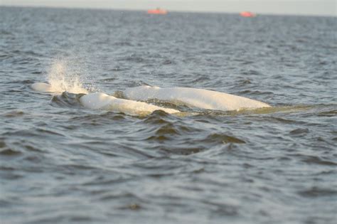 Five Fascinating Facts About Beluga Whales