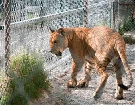 Pin on Liger Cubs and Tiger Cubs Growth Comparison