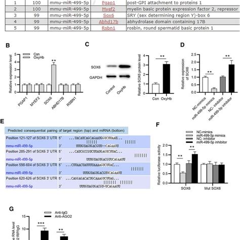 Sox Is A Direct Target Of Mir P A Potential Targets Of