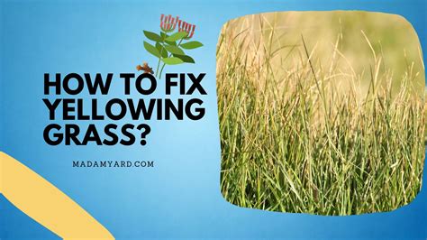 How To Fix Yellowing Grass Fast And Easy Tips