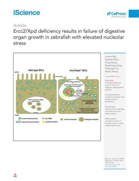 PDF Ercc2 Xpd Deficiency Results In Failure Of Digestive Organ Growth