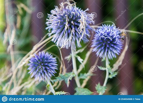 The Globe Thistles Echinops Stock Photo Image Of Honey Beautiful