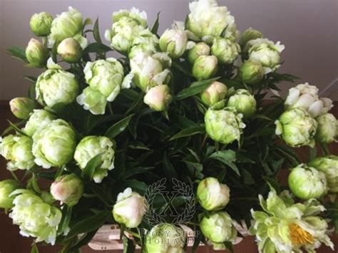 Peony Green Halo at peony nursery Peonyshop.com