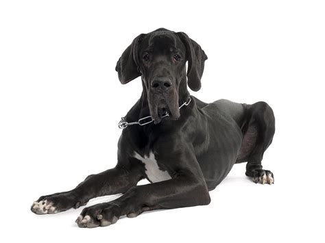 Great Dane Breed Guide Petbarn