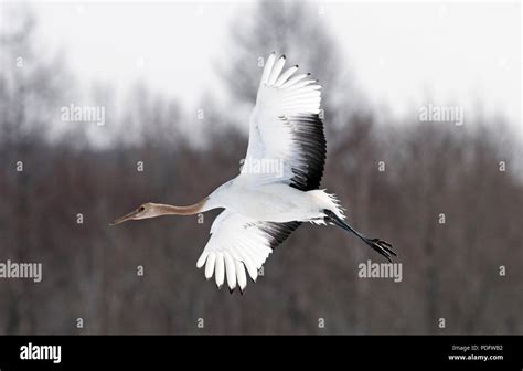 Japanese Crane Red Crowned Crane Grus Japonensis Young Flying Japan