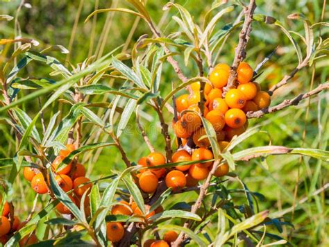 Berries On Branch Of Sea Buckthorn In Dunes Netherlands Stock Photo