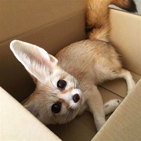 Fennec Fox Animals For Sale Austin Tx 342642 Petzlover