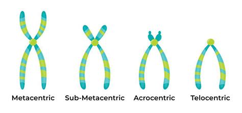 What are Chromosomes - Structure and Functions - GeeksforGeeks