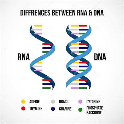 Differences Between Dna And Rna Vector Scientific Icon Spiral Of Dna