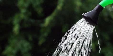 Qué pasa si riego una planta con agua destilada Descubre los efectos