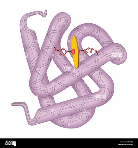 Estructura De La Mitocondria Immagini E Fotografie Stock Ad Alta