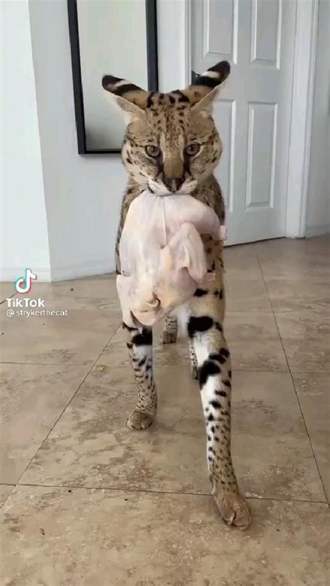 Dangerous Cat | Funny animals, Funny animal videos, Cute cats and dogs