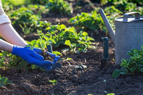 Comment créer un jardin écologique