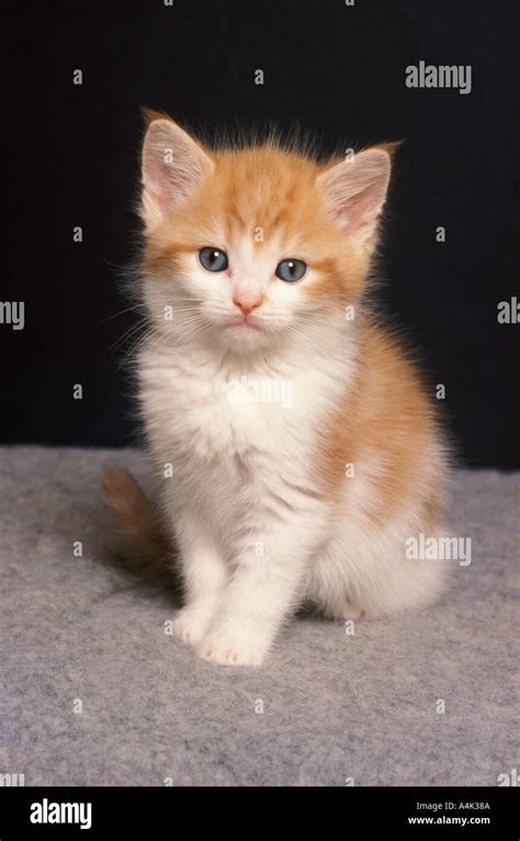 Ginger And White Tabby Cat