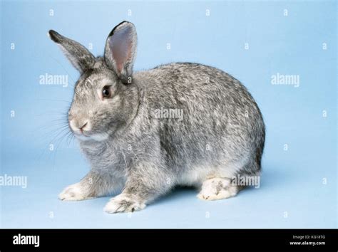 Standard Chinchilla Rabbit