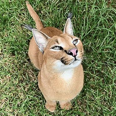 Caracal Ear Movement : r/gifs