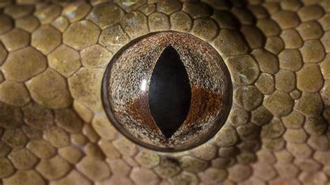 Revelaron En Cu Nto Tiempo Puede Matar A Una Persona La Serpiente M S