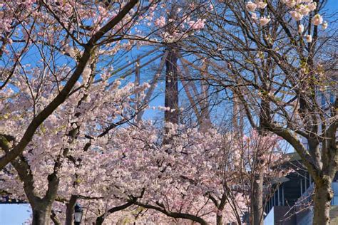 Roosevelt Island Cherry Blossoms (Complete Guide & Map)