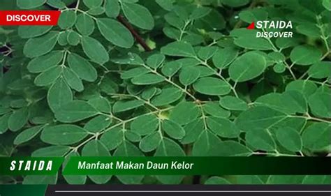 Ketahui 10 Manfaat Makan Daun Kelor Untuk Kesehatan Tubuh Anda