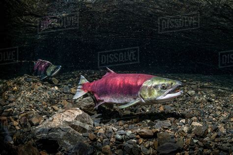 A Female Sockeye Salmon Oncorhynchus Nerka Uses Her Anal Fin To Probe