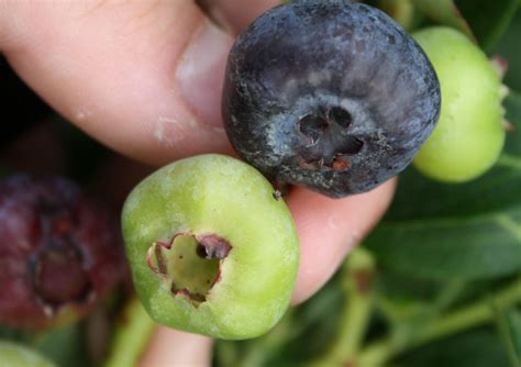 Blauwe Bessenstruiken Kopen Vanaf 6 99 Fruitbomen Net