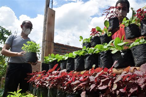 Melihat Budidaya Urban Farming Di Semarang