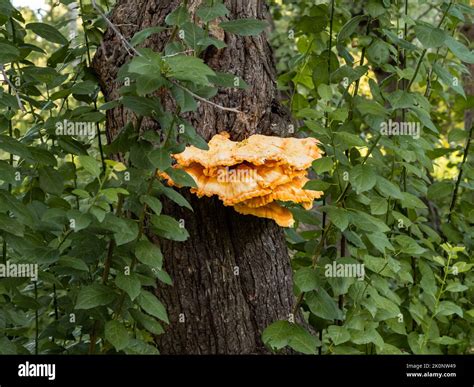 Fungo Dell Albero Dell Arancio Sulla Corteccia Funghi Che Crescono Su