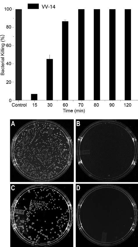 Time Course Study Of Bactericidal Activity Of VV 14 Peptide At MIC