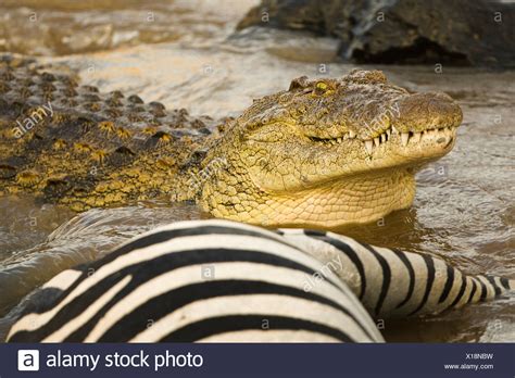 Crocodile Eating Zebra, Horrifying Moment Zebra Is Ripped Apart Trying ...