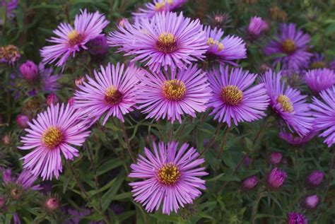 How To Grow New England Asters And Care For Them