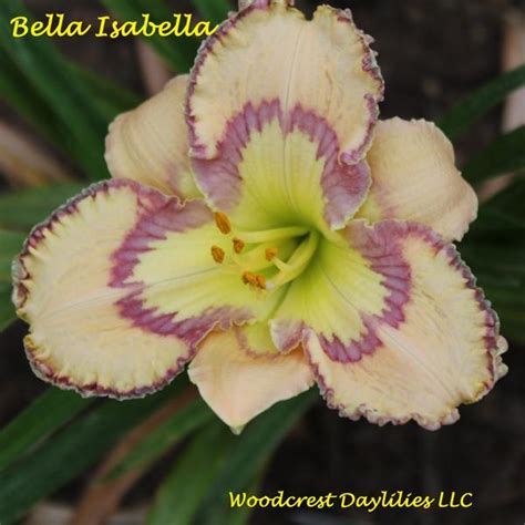 Woodcrest Daylilies LLC Bella Isabella