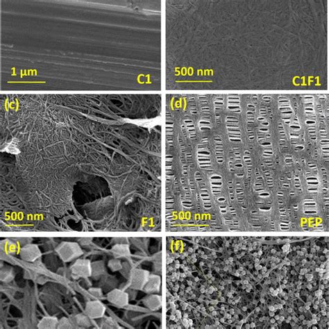 SEM Images Of CNCCNF PEP And ZMCNF Films A C1 B C1F1 C F1 D PEP