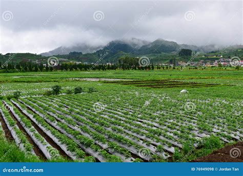 Agricultural Farming In Java Stock Photo Image Of Grass Field 76949098