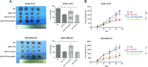 MiR 3178 Inhibited Tumor Growth In A Nude Mouse Model Of TNBC A