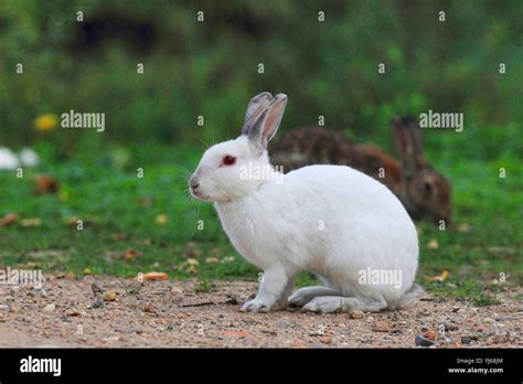 European Rabbit Oryctolagus Cuniculus Albino Germany Stock Photo