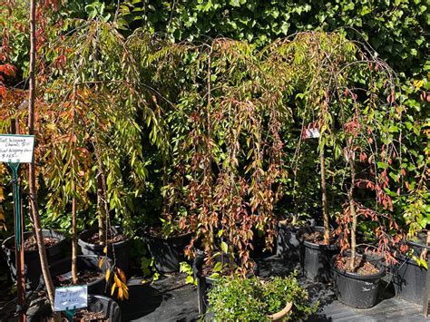 Weeping Cherry Trees - Woodend Nursery & Garden Supplies