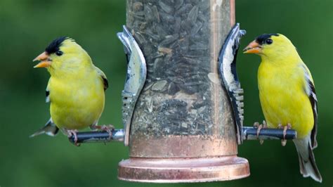 Goldfinch Feeder - How To Attract More American Goldfinches