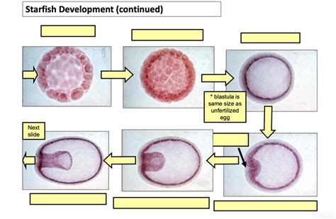 Starfish Development Pt Diagram Quizlet