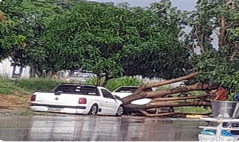 V Deo Temporal Derruba Rvore Em Avenida De Vilhena Hoje Amaz Nia