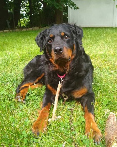 Are Rottweiler Puppies Fluffy