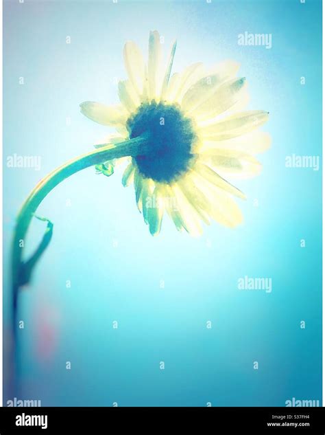 A single daisy Stock Photo - Alamy