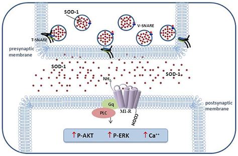 Frontiers The Cu Zn Superoxide Dismutase Not Only A Dismutase Enzyme