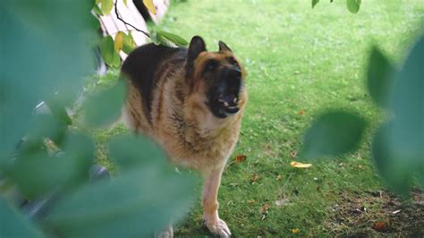 A German Shepherd Barking · Free Stock Video