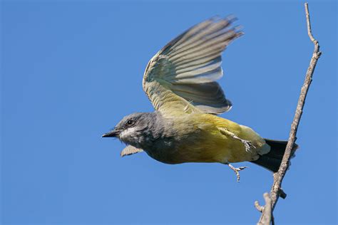 Cassins Kingbird Vs Western Kingbird