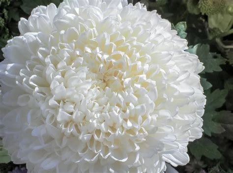 White Chrysanthemum Flower — Stock Photo © Nikonite 6464615