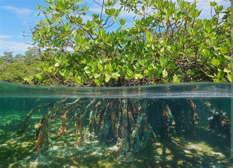 Menjaga Ekosistem Mangrove Sebagai Bagian Adaptasi Perubahan Iklim