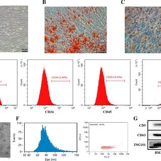 Identification Of Bmscs And Bmsc Exos A The Morphology Of