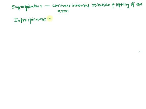 SOLVED: What are the four muscles of the rotator cuff? What is the ...