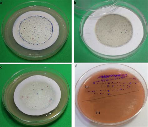 Escherichia Coli Purple Colonies And Other Coliforms Salmon To Red Download Scientific