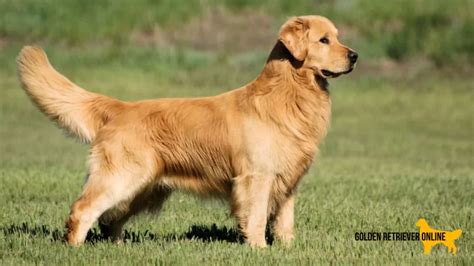 Os melhores canis de Golden Retriever do Brasil conheça os Criadores